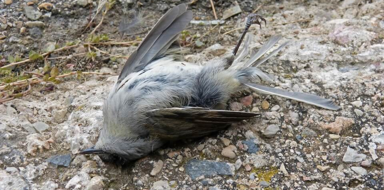 Dead Animal Odor Removal